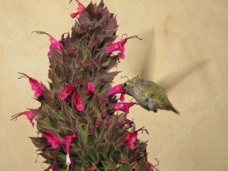 Salvia spathacea, Hummingbird Sage, is used by hummingbirds - grid24_12