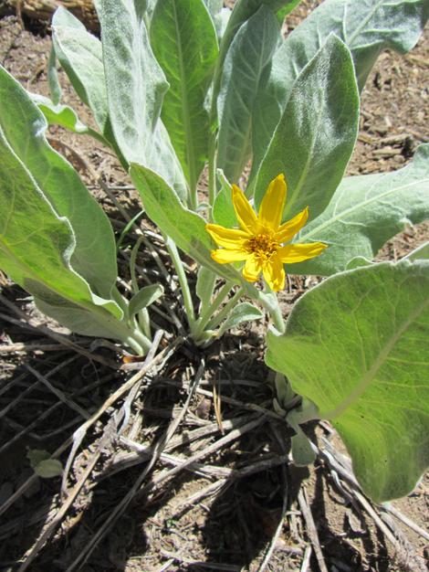  Wyethia mollis, Woolly Mule's Ears, Mountain Mule Ears and Gray Mule Ears. This photo was provided by Brent. - grid24_12