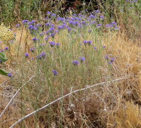 Eriastrum densifolium elongatum - grid24_12