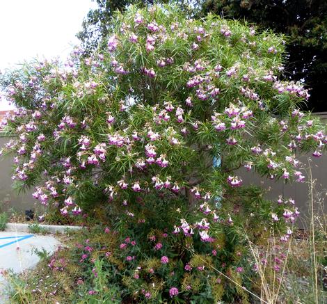 Will Desert Willow do ok in a coastal climate? Here's on at House of Bread in San Luis Obispo. Check out the bread when you check out the plant. Walnut Raisin makes a great peanut butter sandwich. - grid24_12