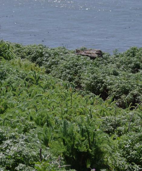 This Yarrow grows on coastal bluffs and sand dunes. Bluffy the dune slayer? - grid24_12