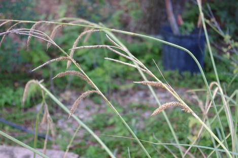 San Diego Sedge, Carex spissa seeds - grid24_12