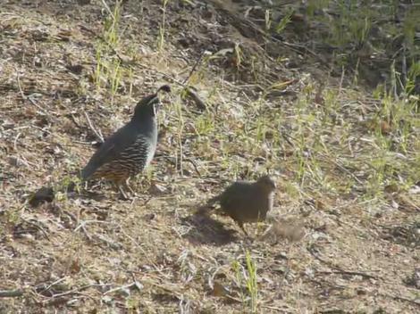 Two California Quail foraging. - grid24_12