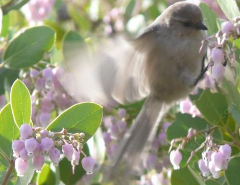 Bushtit eating the flowers of Arctostaphylos Austin Griffin - grid24_12