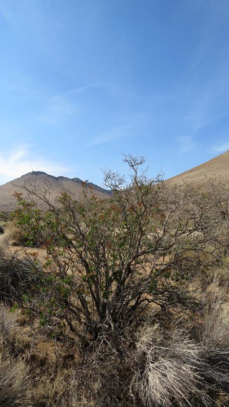 Mojave Ceanothus, Ceanothus vestitus out in the Mojave Desert in a dry year, in summer. - grid24_12