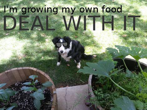 Even the dogs enjoy our gardens - grid24_12