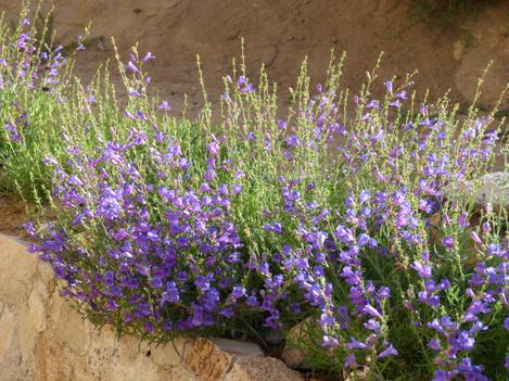 Penstemon Margarita BOP flowers vary from purple to blue depending on water and temperature.  - grid24_12