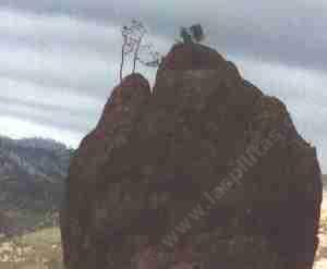 These  trees were growing on top of a rock in the pinnacles. The rock was about 100 feet high. - grid24_12