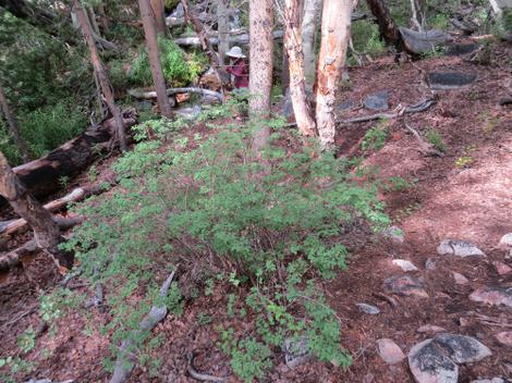  Symphoricarpos rotundifolius, Roundleaf Snowberry and Mountain Snowberry. - grid24_12