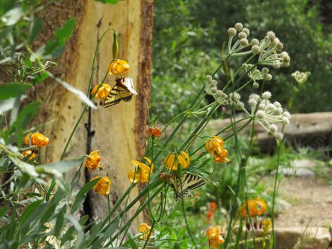 Western Tiger Swallowtails on  Lilium kelleyanum, Kelly's Lilly.and  Sphenosciadium capitellatum, Rangers Buttons. - grid24_12