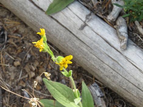  Arnica parryi sonnei, Frog Flower. - grid24_12