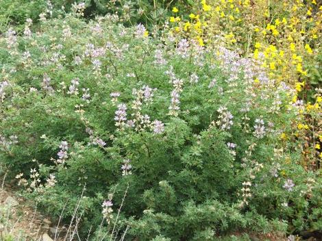 The blue form of Bush lupine or tree lupine, Lupinus arboreus - grid24_12