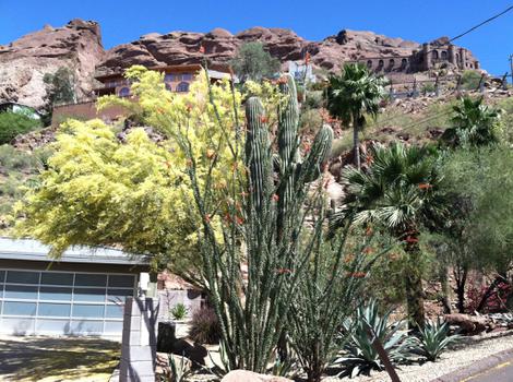  Carnegia gigantea, Sahuara, Saguaro and Giant Cactus,(the big dude), courtesy of Mark U. - grid24_12