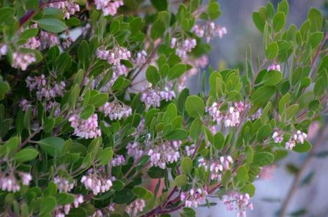 Zin Manzanita is a very clean plant that makes a dark green bush that works as a hedge in most of coastal. Excellent in San Francisco, Oakland the Bay area or coastal Los Angeles. This one seems to tolerate garden conditions,while also being drought tolerant along the coast.<BR>Deer seem to leave it alone. - grid24_12