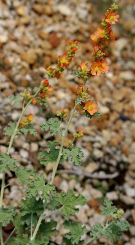  Sphaeralcea parvifolia, Globe Mallow. - grid24_12