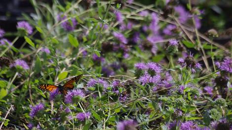 A monarch Swallowtail on Coyote Mint. - grid24_12