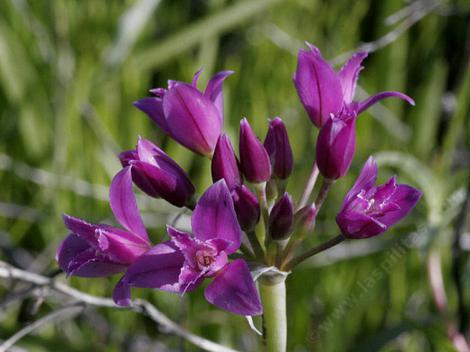 Allium crispum, Crinkled onion, photo  courtesy of Lynn W. - grid24_12