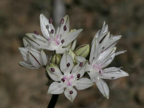  Allium haematochiton, Red skinned onion courtesy of Lynn W. - grid24_12