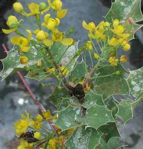 Shining Netvein Barberry Mahonia dictyota flowers. The plants are SO slow I'm not sure we'll ever have any for sale. A decade for a gallon plant. If we get them into the nursery they will be about $50 per plants. - grid24_12