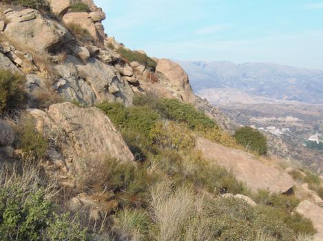 Here is what the native landscaping in Los Angeles used to look like. If you look at the old westerns in the 1930's most of the hills of Los Angeles looked like this. <BR>Walnut, Hollyleaf Cherry, Chamise, Brickella, Coast Live Oak, Mulefat, and Laurel Sumac. - grid24_12