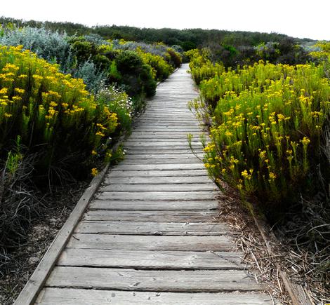  Ericameria ericoides, Mock Heather.in a beach boardwalk. - grid24_12