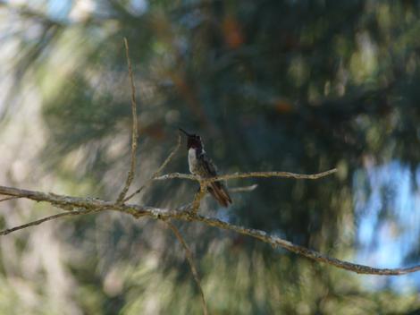 Black-chinned Hummingbird - Archilochus alexandri wanders into the Santa Margarita occasionally. - grid24_12