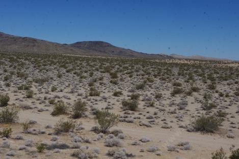 A is a view of a native Creosote woodland that is fairly weed free. Notice the spacing of the plants in the landscape. The desert didn't burn until we covered it with weeds. When the weeds are allowed into a desert landscape and it burns, no more desert plants. - grid24_12