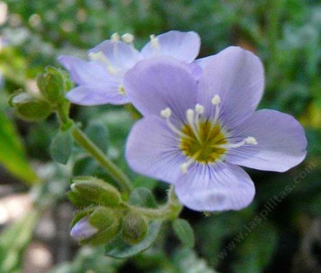  Polemonium pulcherrimum, Western Sky Pilot flower - grid24_12