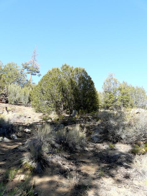 The drier areas of the Transverse ranges approach desert rainfall and the landscape is a hybrid between forest and desert. Resources islands of plants and mulch, and bare ground in between. - grid24_12