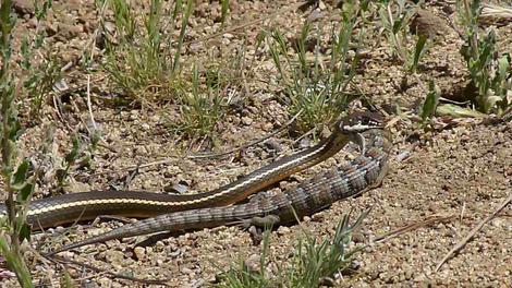 California Whipsnake, Coluber lateralis lateralis eating lizard. - grid24_12