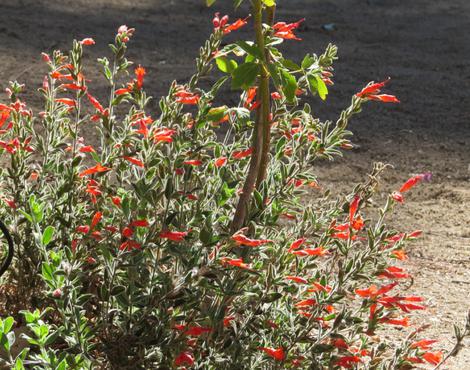 Zauschneria californica Ghostly Red - grid24_12