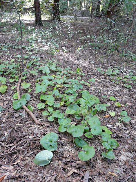 Asarum caudatum Wild Ginger - grid24_12