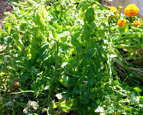 Companion plants in the garden. The black spots on the basil leaves are frost damage as this was taken in October. - grid24_12