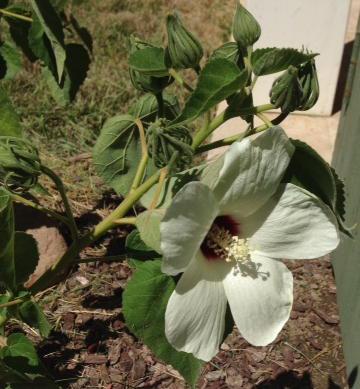  Hibiscus californica, Rose-Mallow flower, courtesy of Tara F. - grid24_12