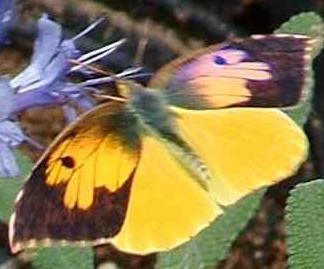 An open winged Dogface Butterfly in flight. - grid24_12