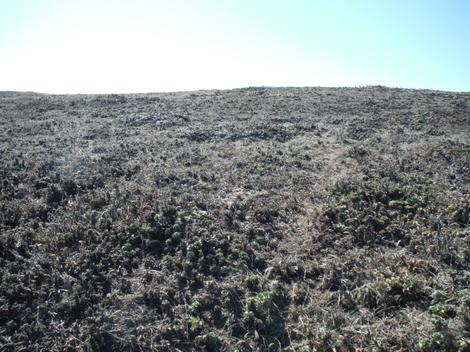 Here is an example of Northern Coastal Sage Scrub in it's dormant state. - grid24_12