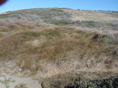 An example of Coastal Prairie up in Sonoma County. - grid24_12