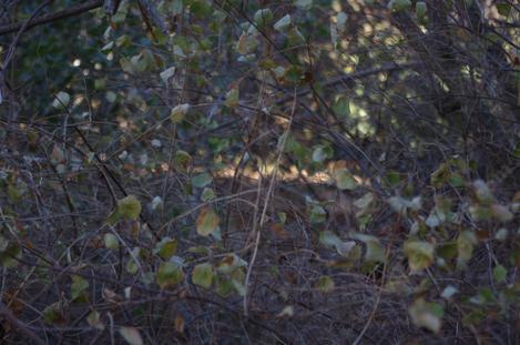 The frozen leaves of Snowberry. The plant is hardy, but the leaves didn't go deciduous as they froze in place. - grid24_12