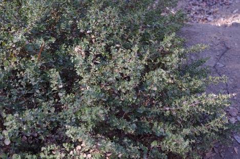 None of the manzanitas showed frost burn. A few showed death by drought.
Morro Manzanita, Arctostaphylos morroensis seemed not to be fazed by cold no drought. - grid24_12