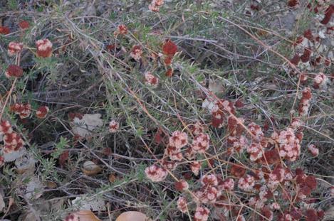 None of the buckwheats in the ground seemed to be bothered by the cold. The Santa Cruz Buckwheat in the pots got nailed but I guess we had to many anyway. - grid24_12