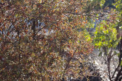 We've never had much problems with Ceanothus Concha and the cold. This time is and Ceanothus Ray Hartman got nailed. - grid24_12