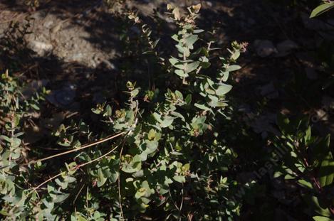 Arctostaphylos Brother James had a little tip burn. - grid24_12