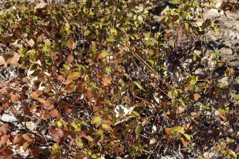 For decades folks tell us how harsh their site is. Well even the desert seems to easier than this place. Here's Arctostaphylos rainbowensis under drought stress. The cold didn't seem to bother it much, but the 2 inches of rainfall for the year sure did. - grid24_12