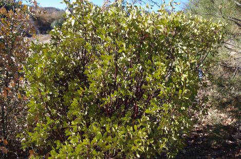 Arctostaphylos patula grows from about Big Bear up through Tahoe. You'd think the drought would do a number on it, but it seems fine and the cold didn't bother it. - grid24_12