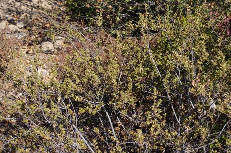 Ceanothus Mills Glory and most of the other holly leaf Ceanothus types (Subgenus Cerastes) didn't seem to bothered by the drought no frost. - grid24_12