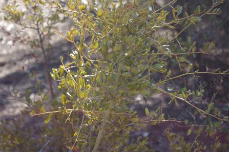 Ceanothus spinosus has done surprisingly well in the drought and the cold. I've seen it in wet springy spots along the coast, why does it have drought and cold tolerance? - grid24_12