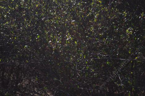 Ceanothus oliganthus is another of the plants that did very well. It tolerated the drought very well and the cold did't faze it. - grid24_12