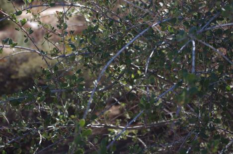 The Buckbrush from the inner coast ranges is doing fine under the drought and cold. - grid24_12