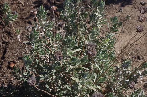 Salvia Pozo Blue made it in flying colors. It can't seem to make it at Big Bear City or Potland Oregon but should do fine in most of California. - grid24_12