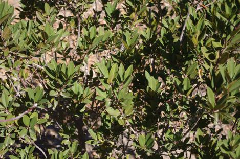 Coastal forms of Coffeeberry seem to be good to about 5F. Here is Tranquil Coffeeberry. - grid24_12